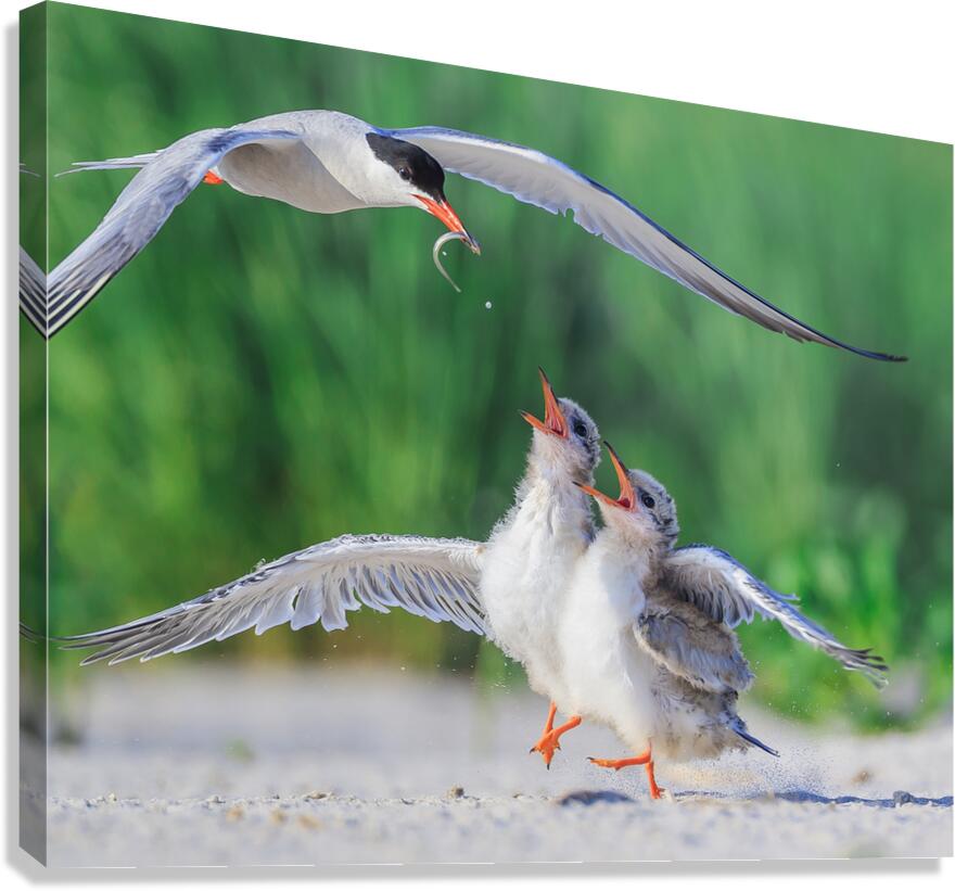 Me! Me! Canvas Print
