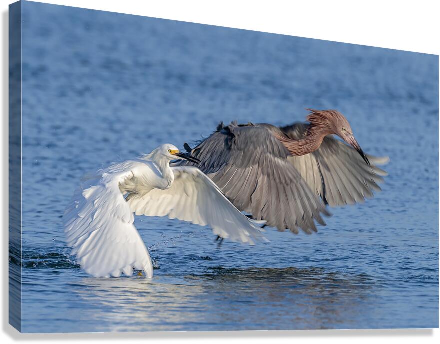 ..Set..Go! Canvas Print