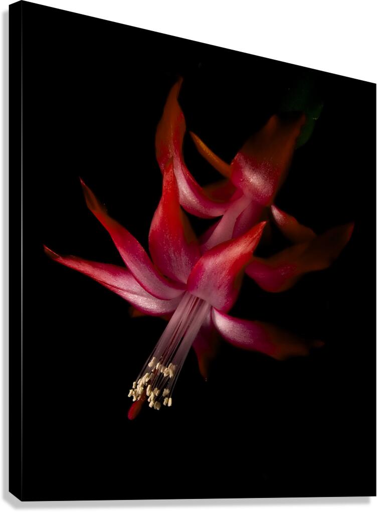 Winters Bloom Canvas Print