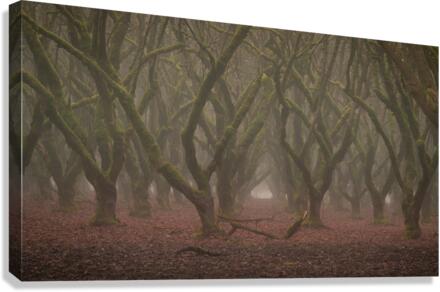 DSC08881 Canvas Print