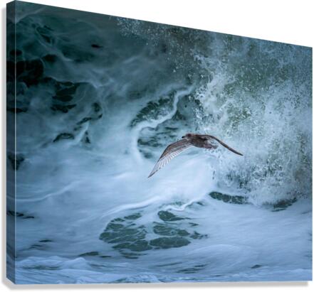 DSC05322 Edit Canvas Print