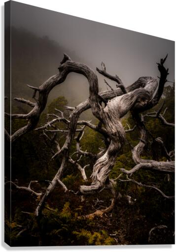 DSC01472 Canvas Print