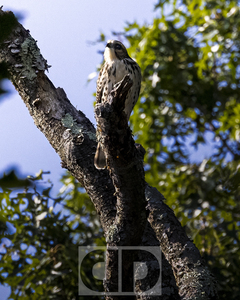 Broad Wing Hawk Portrait