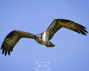 Osprey Lock On