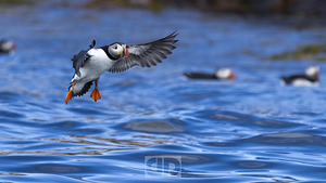 Puffin Landing