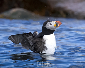 Puffin Shake