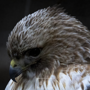 Red Shoulder Hawk