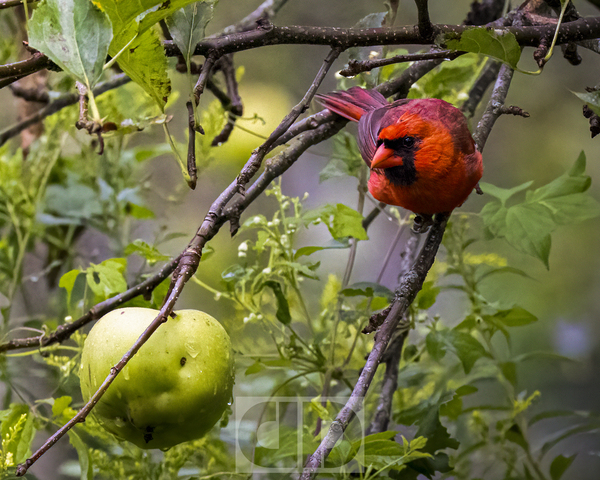 Cardinal With Apple Print
