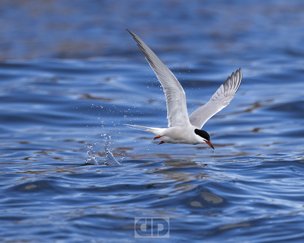 Common Tern Print