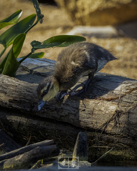 Black Duckling Print