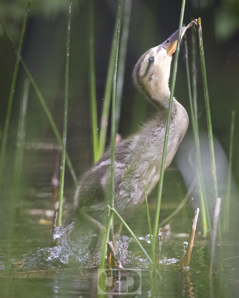 Duckling on the Hunt by AWildTime Photos