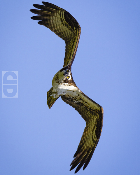 Osprey Lock On Print