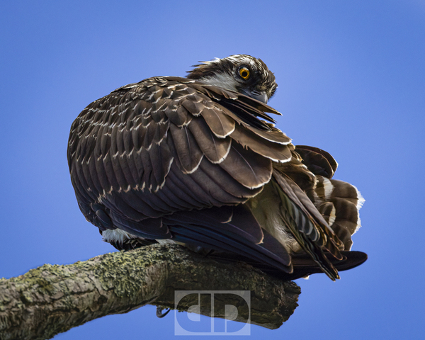 Osprey Preen Print
