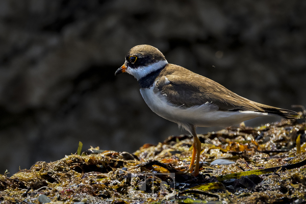 Plover Print
