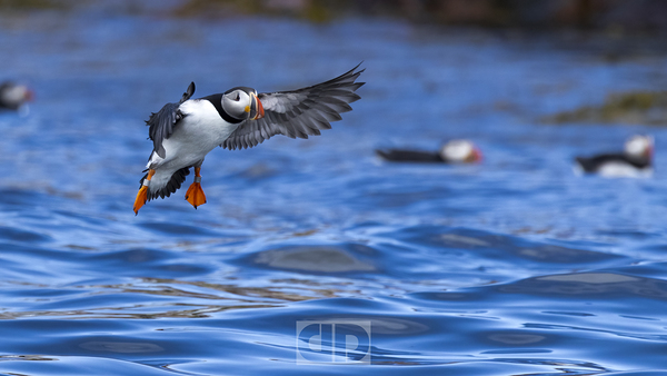 Puffin Landing Print