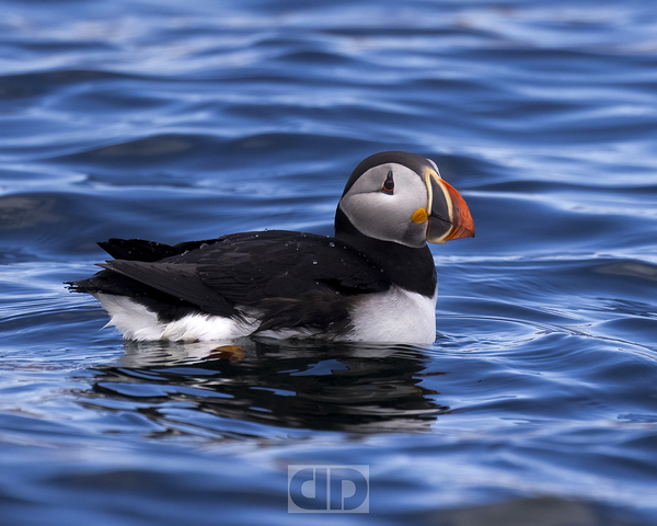Puffin Swim  Print
