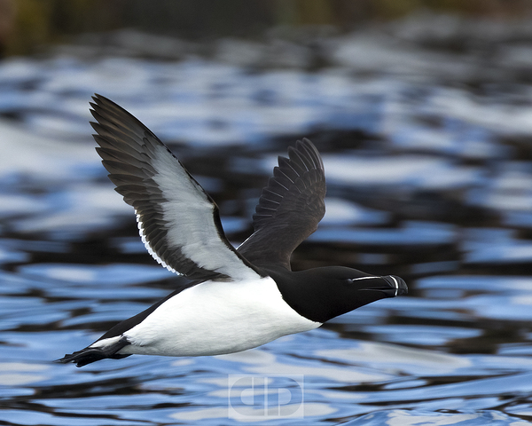 Razor Bill in Flight by AWildTime Photos