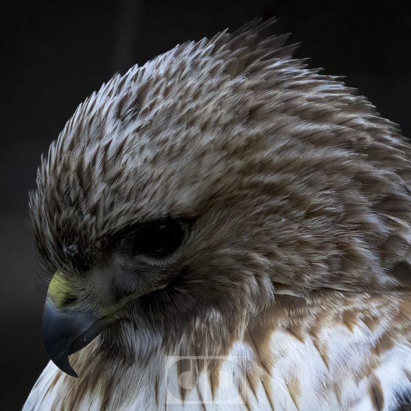 Red Shoulder Hawk Print