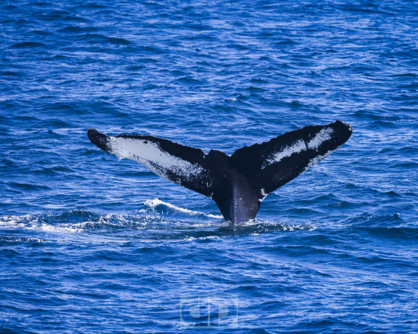 Humpback Whale Print