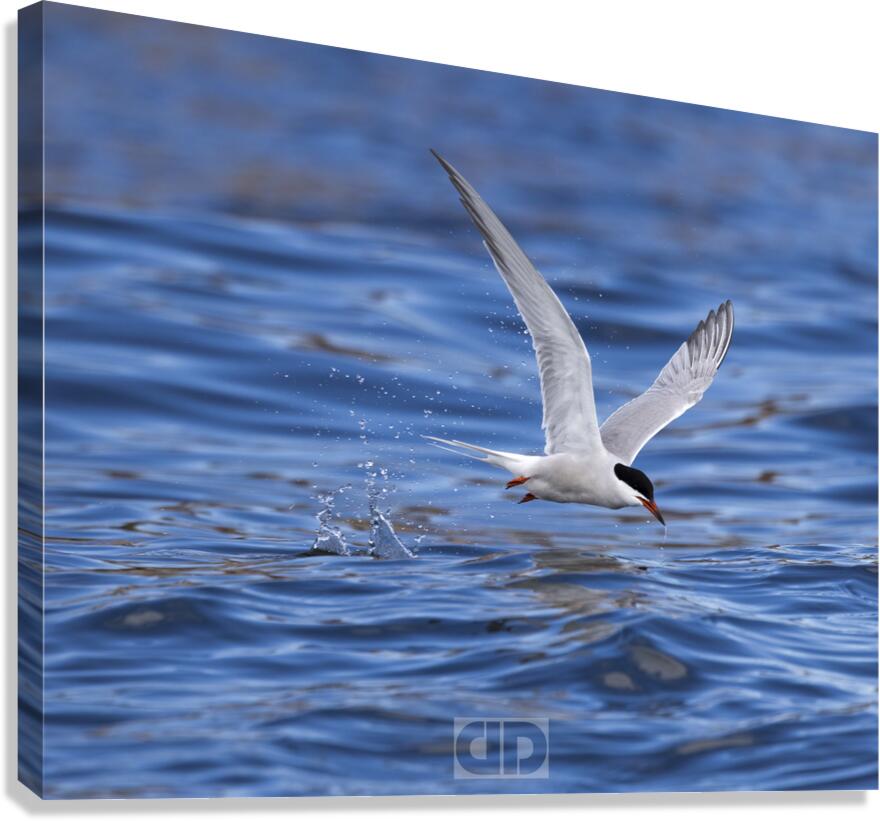 Common Tern Canvas Print