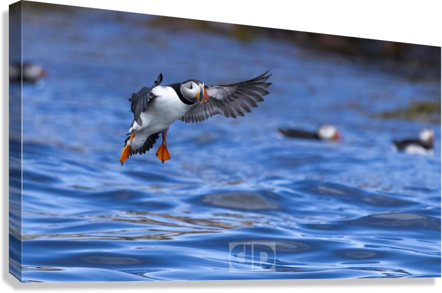 Puffin Landing Canvas Print