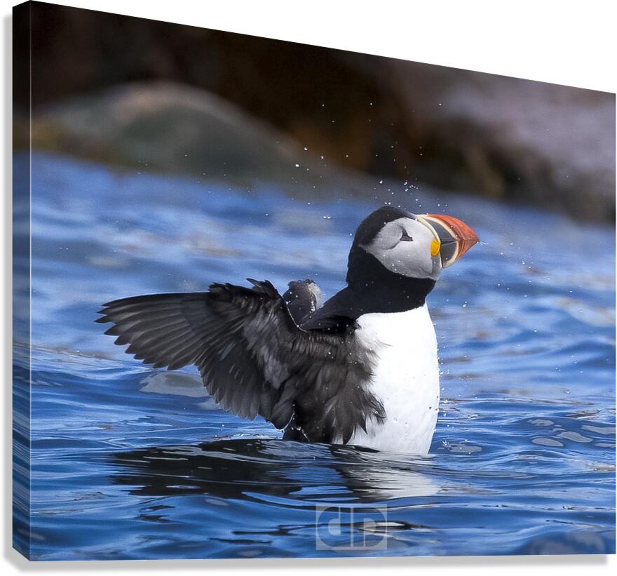 Puffin Shake Canvas Print