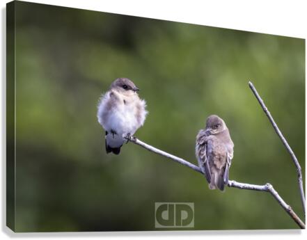 Eastern Phoebe Canvas Print