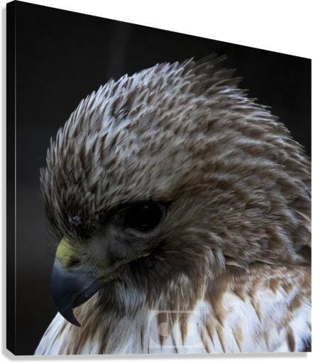 Red Shoulder Hawk Canvas Print