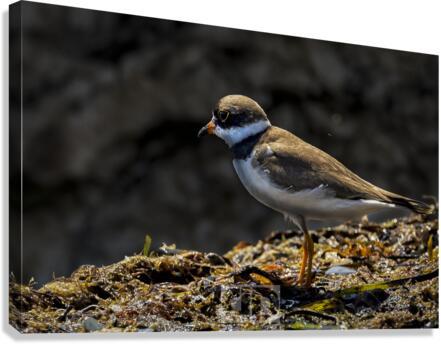 Plover Canvas Print