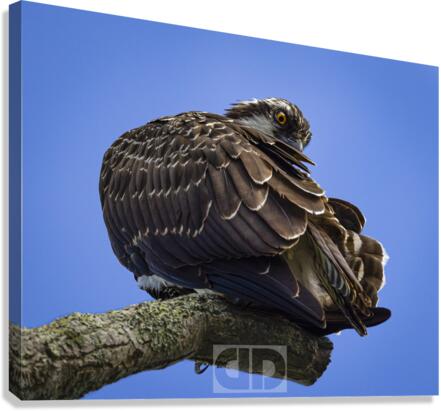 Osprey Preen Canvas Print