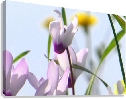 Pink bloom Canvas Print
