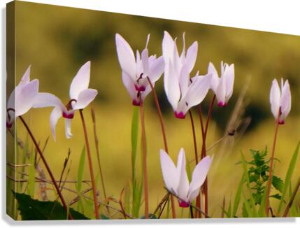 Delicate beauty Canvas Print
