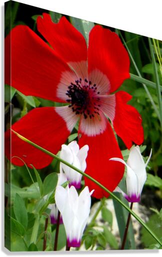 Red Canvas Print
