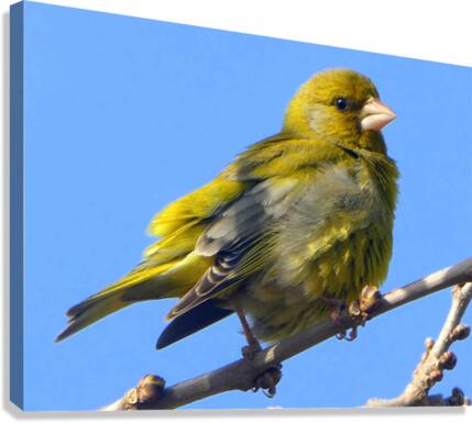 Ruffled feathers Canvas Print