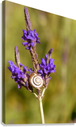 Lavender Canvas Print