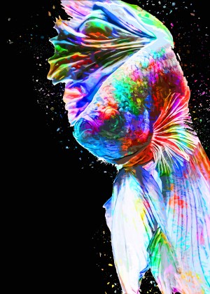 Betta Fish Lover 24