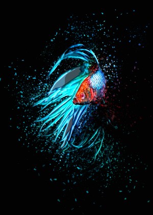 Betta Fish Lover 13