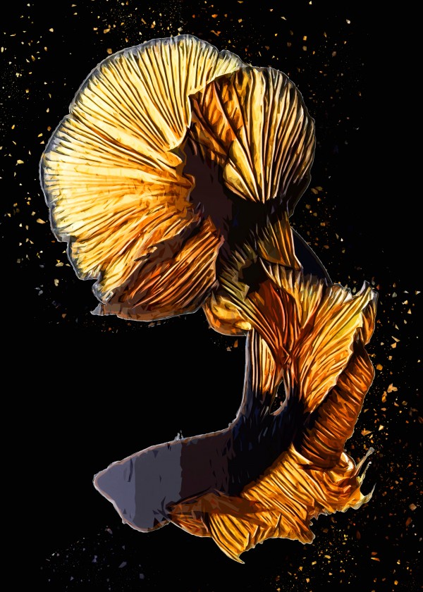 Betta Fish Lover 22 by RANGGA OZI