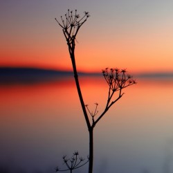 Solitude