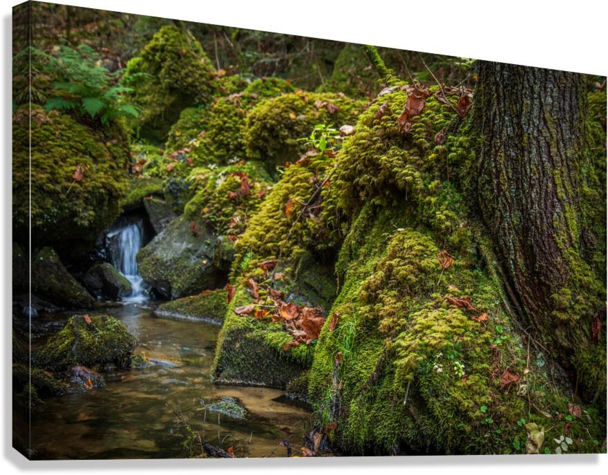 Jurassique Canvas Print