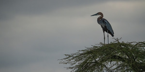 Tree Stork