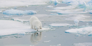 Mirror MIrror Polar Bear