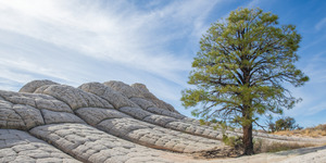 Lone Tree At White Pocket