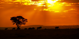 African Sunset