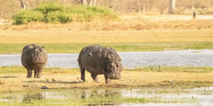 Hippos grazing