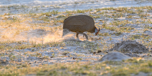 Guinnea Fowl