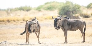 Gnus