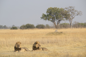 The kings of the savannah