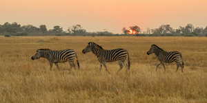 Sunset Zebra crossing