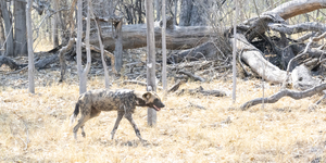 Painted Dog